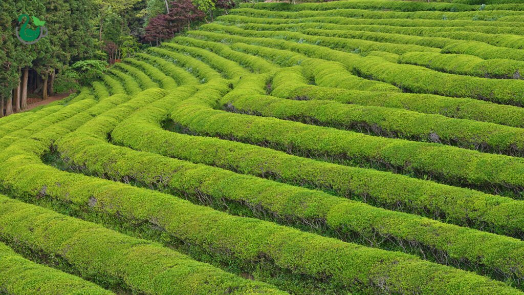 مزرعه-چای-سبز